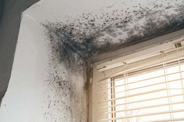 Affordable Mold Cleanup solutions in Grandville, MI